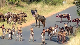 CÃES SELVAGENS ENCONTRAM HIENA SOZINHA VEJA O QUE ACONTECEU [upl. by Nennek839]