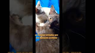 Gatos podem sentir várias emoções larissa Rüncos  cat pets [upl. by Lopes555]