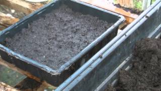 Sowing cucamelon seeds  Claires Allotment part 190 [upl. by Incrocci]