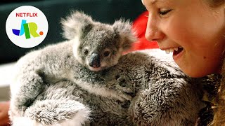 Ranger the Rescued Baby Koala 🐨 Izzys Koala World  Netflix Jr [upl. by Howzell]