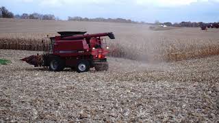 Case 2588 Combine Harvesting Corn near Waconia MN [upl. by Clausen]