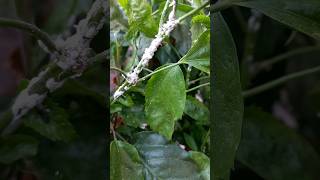 get rid of mealy bugs shorts mealybugs  mealy bug se chutkara [upl. by Ekyt]