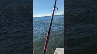 Insane Striped Bass blitz [upl. by Bucky720]