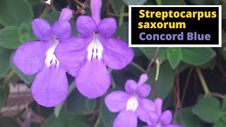 Streptocarpus saxorum Concord Blue [upl. by Johen]