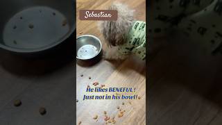 Sebastian and Beneful dogfood  dogsofyoutube cute minipoodle dogshorts [upl. by Nhtanhoj180]