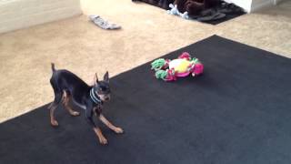 Minpin Barking [upl. by Ackerley]