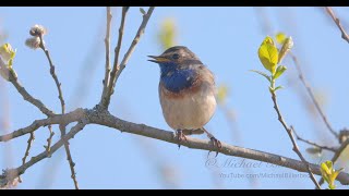 Bluethroat Call birds birdsounds [upl. by Boothe]