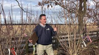 How to Choose a Flowering Dogwood Cornus florida [upl. by Avik]