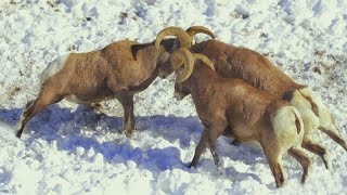 Wild Rams Fighting To The Death [upl. by Arleen598]