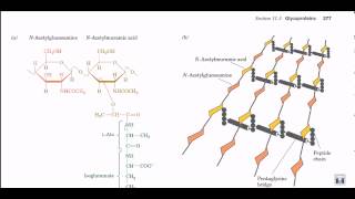 Peptidoglycan structure and biosynthesis [upl. by Maryjo]