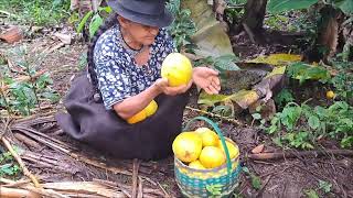 Cosechando Membrillos en mi finca [upl. by Noterb]