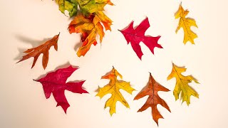 Preparing Glycerin Leaves [upl. by Anibla]