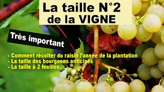 Taille N°2 de la vigne  bourgeons anticipés taille à 2 feuilles une récolte dès la 1ère année [upl. by Rehpitsirhc]