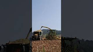 John Deere 8200i agriculture cornsilage silage2024 johndere jcb shorts [upl. by Cate275]