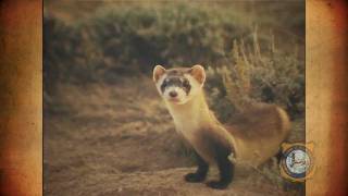 A History of BlackFooted Ferrets [upl. by Marlette]