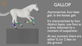 HORSE GAITS PART 04  GALLOP CYCLE ANALYSIS [upl. by Tlok]