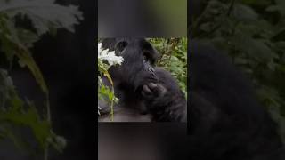 Gorilla  Largest Primate animals facts factsinhindi [upl. by Thessa329]