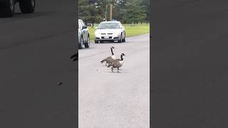 Goose on the Loose Crossing with Style [upl. by Kcirddes]