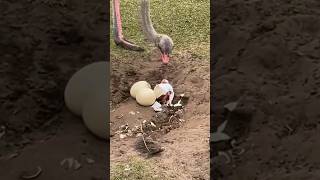 Ostrich Hatching Egg 😱😨 shorts ostrich egg youtubeshorts hatching [upl. by Gemma]