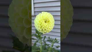 Dahlias don’t disappoint Dahlia ‘Parakeet’ [upl. by Brant]