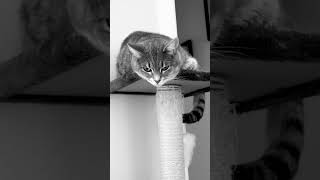 Chuchi the joker on her watch tower [upl. by Nelly]