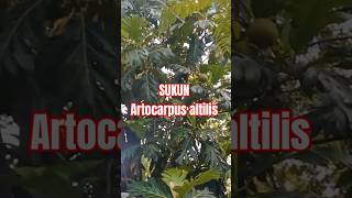 SUKUN Artocarpus altilis sukun foryou [upl. by Pleione506]