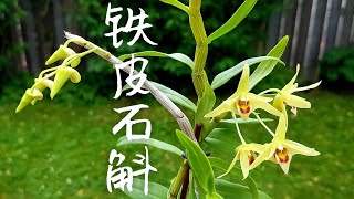 铁皮石斛 Dendrobium Officinale [upl. by Lindy946]