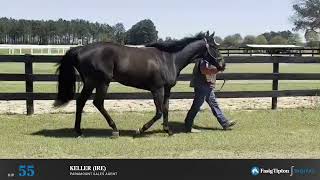 FasigTipton April Digital Sale Hip 55 Keller IRE [upl. by Terra]