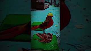 AJ dekhe nayab red golden pheasant 😭 [upl. by Erreipnaej]