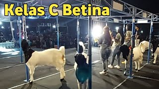 KELAS C BETINA KONTES KAMBING KALIGESING MALANG 2024 [upl. by Gosney]