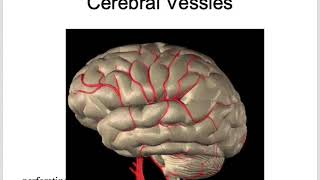 Stroke Introduction localization and pathophysiology [upl. by Roshelle]