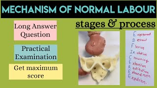 mechanism of labour  normal delivery mechanism of labour  mnemonics  easy explanation [upl. by Cherish]