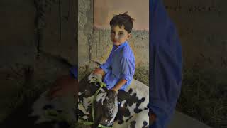 Amazing Cows of Pakistan  Beautiful and Majestic Cattle 🐄 Cow Animals [upl. by Kara876]