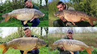 Carp Fishing Cottington Lakes 2015 Including 10 fish over 30lbs to 42lbs [upl. by Ahsenot]