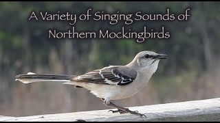 A Variety of Singing Sounds of Northern Mockingbirds 🎶 [upl. by Haddad]