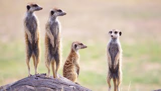 Meerkat Introduction Urdu Documentary [upl. by Ransom571]