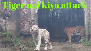 Tiger ATTACKS During Jungle Safari MUST WATCH [upl. by Alberic]