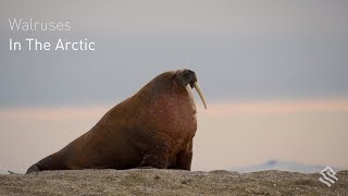 Walruses in the Arctic [upl. by Nolyar]