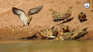 شاهد كيف يرفع طائر القطا الماء لفراخهWatch how a Pterocles raises water for its chicks [upl. by Jemmie444]