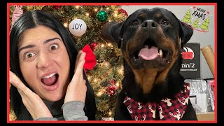 Rottweilers For Christmas [upl. by Feltie]