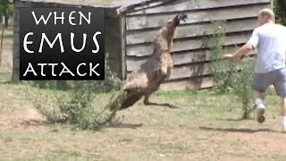 When Emus Attack  Emu Chases Man [upl. by Kotick]