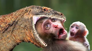 Disaster Giant Komodo Dragon Attacks Monkey Too Brutal  Best Predatory Attacks Of Komodo Dragon [upl. by Gayl369]