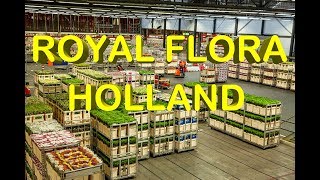 Netherlands Experience Royal Flora Holland Flower Market Holland Flower Auction House Holland [upl. by Tak]