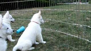 8 week white german shepherd puppies [upl. by Ynnaej119]