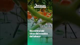 Biocontrol del virus del mosaico del tabaco 🌱🍅 TMV virus tomate MosaicodelTabaco biocontrol [upl. by Fanechka]