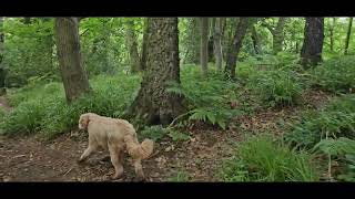 Lyde brook Dingle Coalbrookdale Telford with Benji 22724 [upl. by Lilllie]