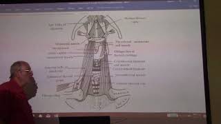 Anatomy of head amp neck 47  Supra amp infrahyoid muscles  part 1   by Dr Wahdan [upl. by Aikat]