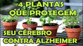 4 PLANTAS QUE PROTEGEM CONTRA ALZHEIMER [upl. by Leahcimsemaj]