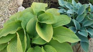 How to Grow Hostas in Pots [upl. by Yarak]