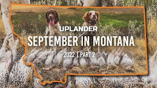 September in MONTANA Part 2  Sharptails Brits and Buddies [upl. by Aciamaj]